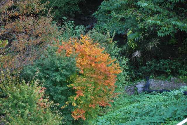 霧の森紅葉